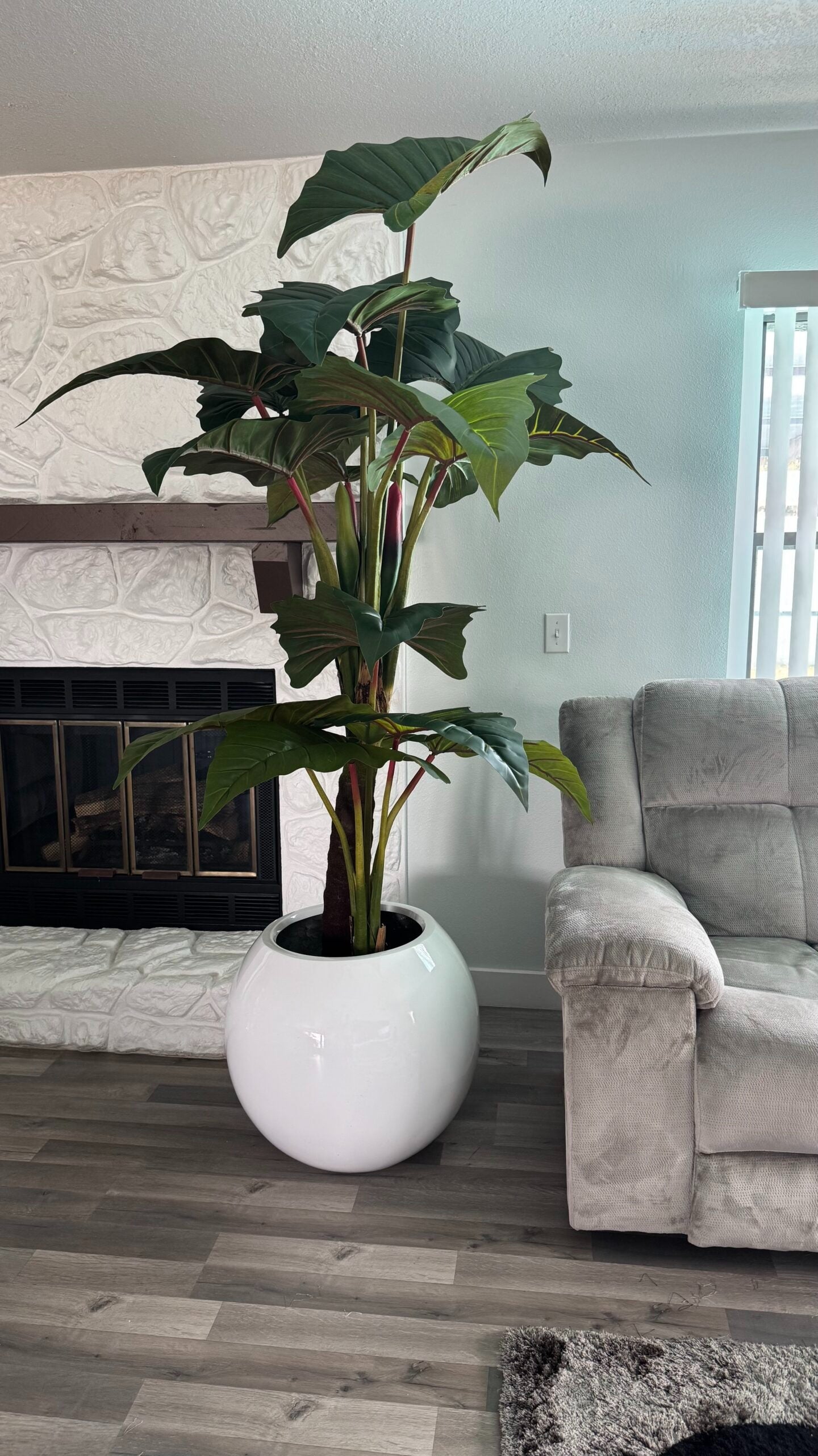 Rote Alocasia „Prince“ XL in einem weißen Pflanzgefäß